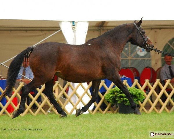 Zuchtstute Egzema (Polnisches Warmblut, 1989, von Przedswit XIII-4)