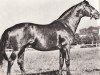 stallion Batory ox (Polish Warmblood, 1943, from Furioso VII-6)