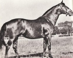 Deckhengst Batory ox (Polnisches Warmblut, 1943, von Furioso VII-6)