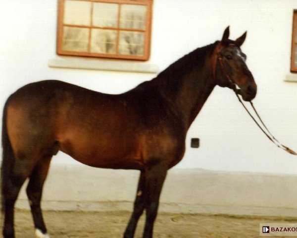 stallion Przedswit XIII-4 (Przedswit, 1978, from Przedświt XIII)