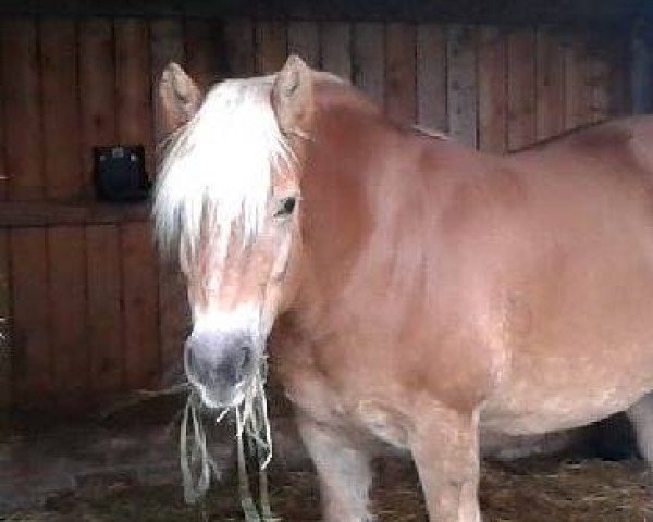 broodmare Alexa (Haflinger, 1996, from Arlberg)