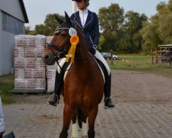 dressage horse Montgomery 74 (German Riding Pony, 1998, from Marco Polo)