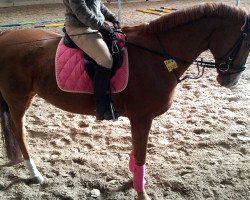 dressage horse Darling 244 (German Warmblood, 2000, from Donatelli I)