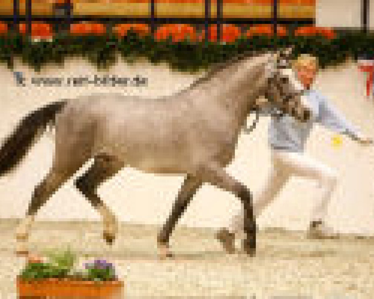 Dressurpferd Mikado 352 (Deutsches Reitpony, 2006, von Moonlight Shadow)