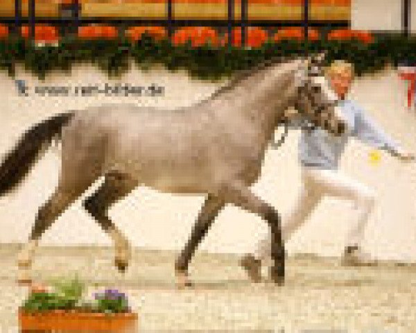 dressage horse Mikado 352 (German Riding Pony, 2006, from Moonlight Shadow)