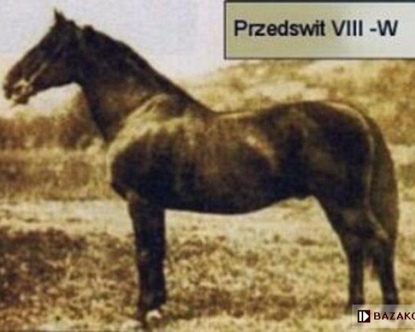 stallion 82 Przedświt VIII (Przedswit, 1913, from Przedswit IV)
