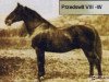 stallion 82 Przedświt VIII (Przedswit, 1913, from Przedswit IV)
