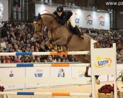 jumper Emperio van 't Roosakker (Belgian Warmblood, 2004, from Nabab de Rêve)