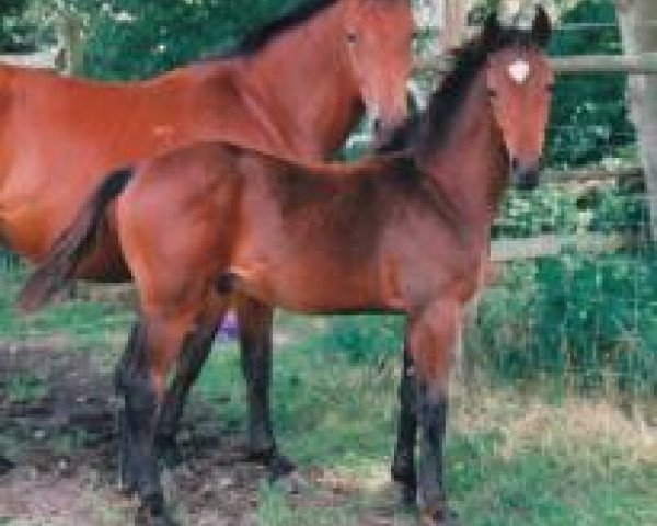 horse Grand Balou 3 (Hanoverian, 1997, from Graf Grannus)