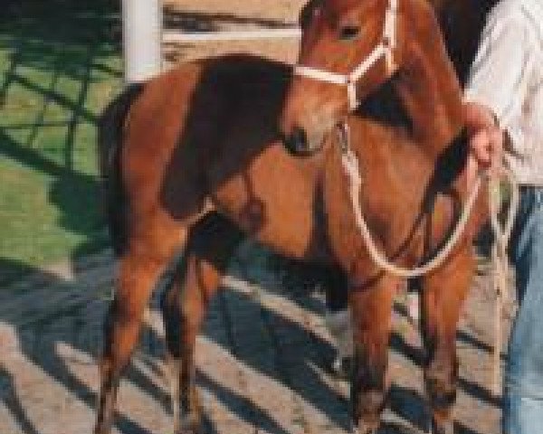 horse Lennox 167 (Hanoverian, 2000, from Landclassic)