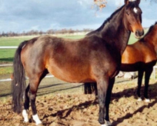 broodmare Chiana (Hanoverian, 1996, from Cheenook)