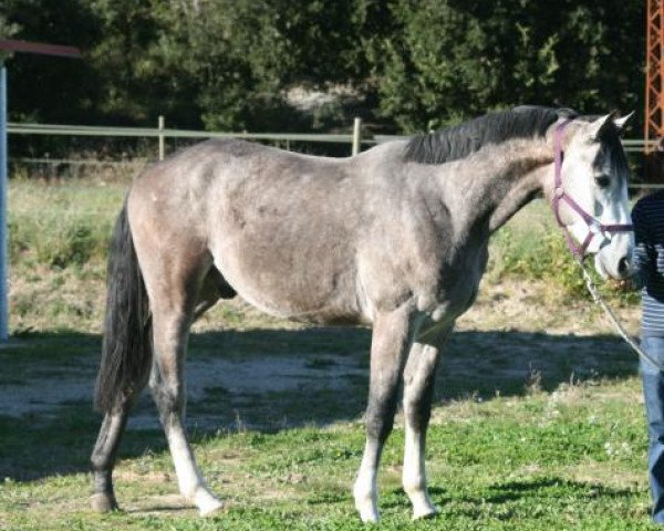 jumper Arktico (Hanoverian, 2008, from Argentinus)