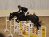 jumper Stacopi (Hanoverian, 2010, from Stakkato)