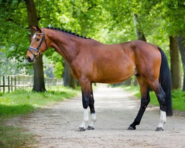 stallion Magiro (Hanoverian, 2010, from Mighty Magic)