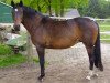 broodmare Ramira (Hanoverian, 1988, from Ramiro Z)