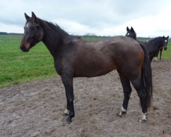 broodmare San Galou (Hanoverian, 2008, from Sandro Boy)