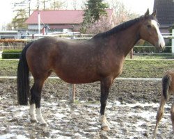 broodmare Galoupee (Hanoverian, 1994, from Grosso Z)