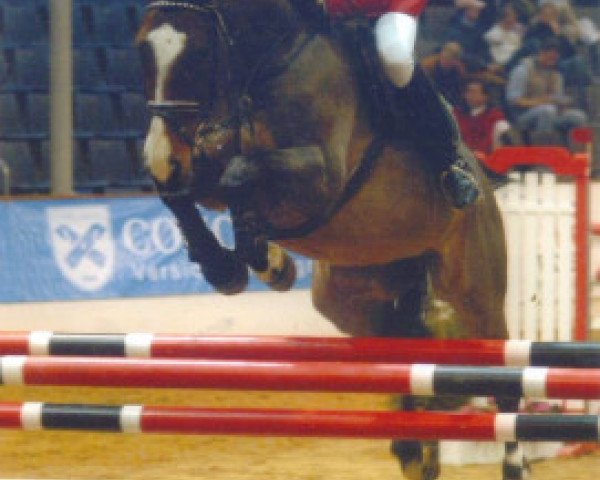 horse Ritano 5 (Hanoverian, 1996, from Ramiro's Bube)