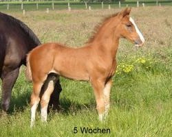 jumper Balou Rouge (Hanoverian, 2007, from Balou du Rouet)