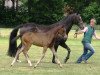 Springpferd Lazaro (Hannoveraner, 2009, von Landstreicher)