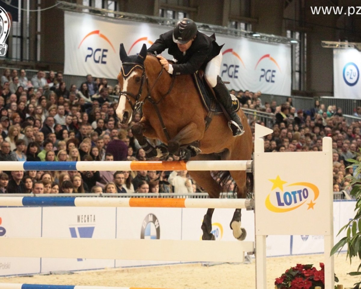 Zuchtstute Cadida van het Provahof (Belgisches Warmblut, 2002, von Lux Z)
