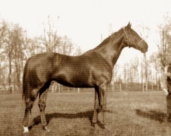 stallion Caissot xx (Thoroughbred, 1923, from Gay Crusader xx)