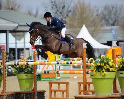 jumper Peiter VI (Oldenburg show jumper, 2003, from Acorado I)