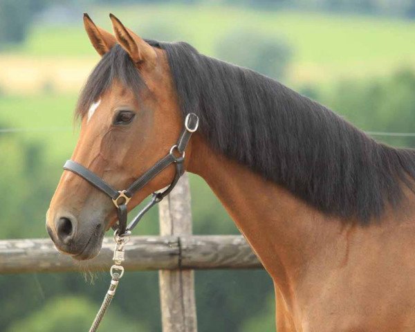 broodmare Eliane S (Rhinelander, 1996, from Ehrentanz I)