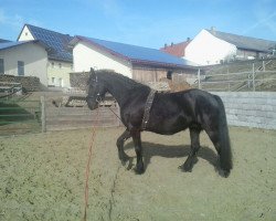 broodmare Liefke van de Warna Hoeve (Friese, 2011, from Aan 416)