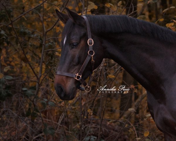 dressage horse Chardonnay E (Hanoverian, 2016, from Christ)