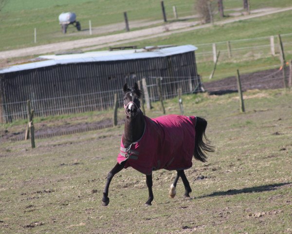 dressage horse Luna 1722 (German Riding Pony, 2009)