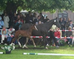 broodmare Romina (Hanoverian, 1996, from Ramiro's Son II)