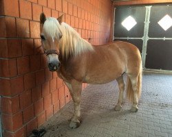 horse Heawy Dee (Haflinger, 1999, from Hofbube)