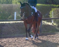 dressage horse Herbstglanz 11 (Hanoverian, 2008, from Hotline)