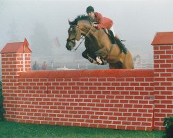 stallion Randers (Holsteiner, 1979, from Ronald)