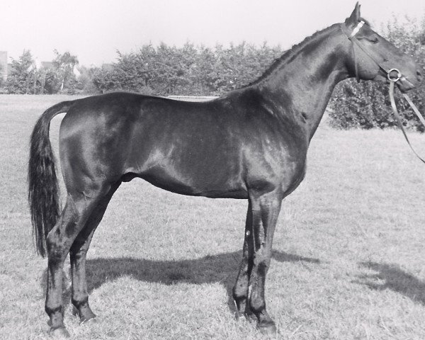 stallion Hanselmann (Holsteiner, 1954, from Wanderfalk xx)