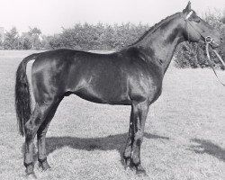 Deckhengst Hanselmann (Holsteiner, 1954, von Wanderfalk xx)