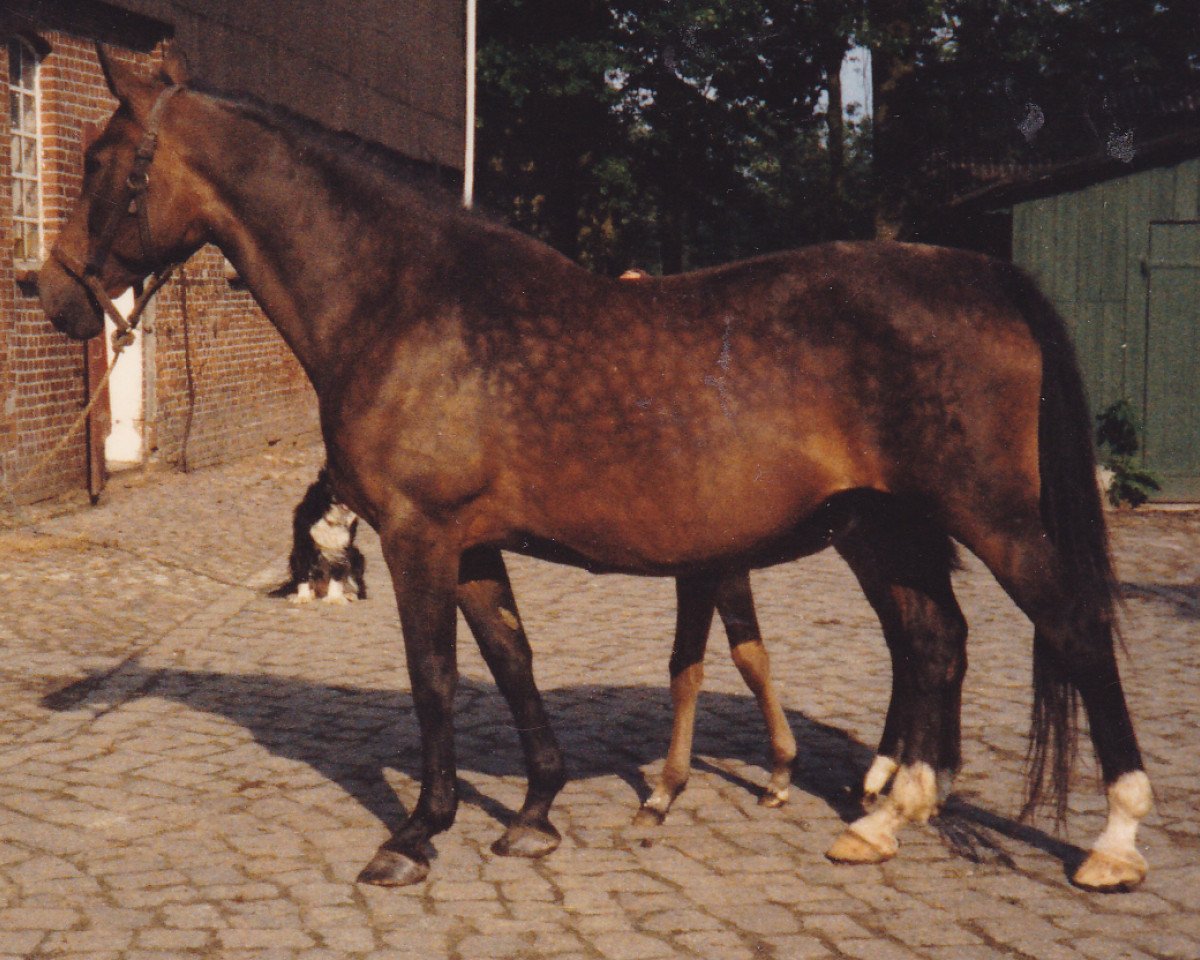 broodmare Erika (Holsteiner, 1968, from Colt)
