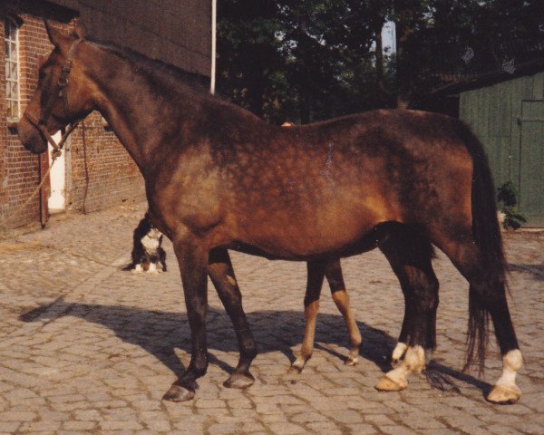 broodmare Erika (Holsteiner, 1968, from Colt)