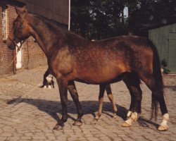 Zuchtstute Erika (Holsteiner, 1968, von Colt)