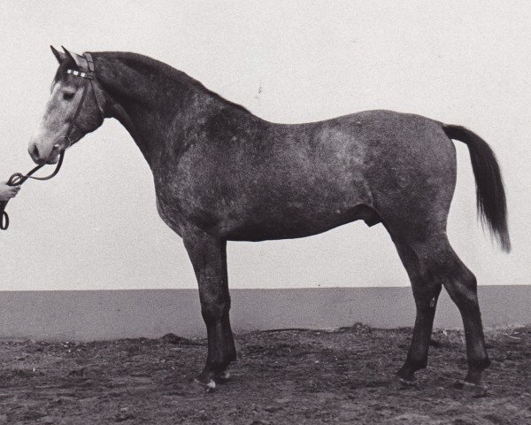 stallion Rocco (Holsteiner, 1972, from Rigoletto)