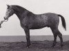 stallion Rocco (Holsteiner, 1972, from Rigoletto)