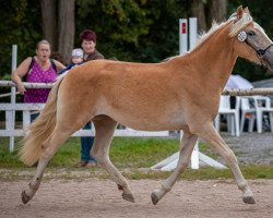 horse Stolze Almfee vom Eschachtal (Edelbluthaflinger, 2018, from Stolz)