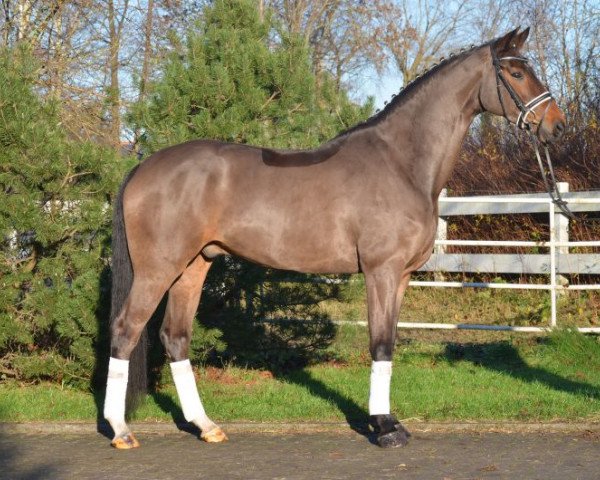 dressage horse Nym (Hanoverian, 2009, from Fürst Nymphenburg)