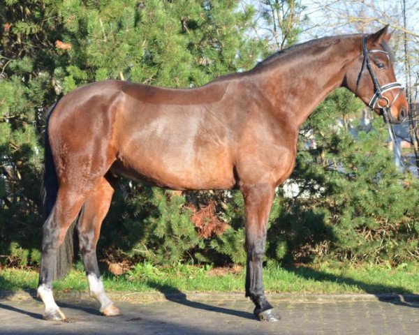 dressage horse Flo (Hanoverian, 2010, from Fuechtels Floriscount OLD)
