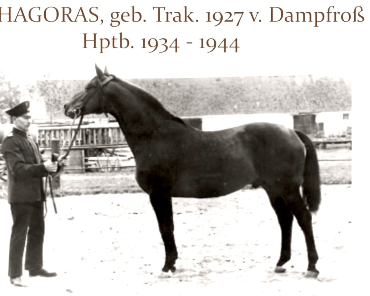 stallion Pythagoras (Trakehner, 1927, from Dampfross)