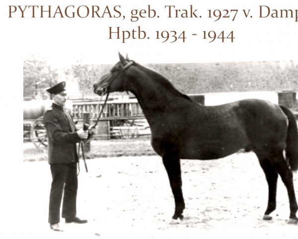 horse Pythagoras (Trakehner, 1927, from Dampfross)