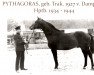 stallion Pythagoras (Trakehner, 1927, from Dampfross)