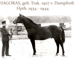 stallion Pythagoras (Trakehner, 1927, from Dampfross)