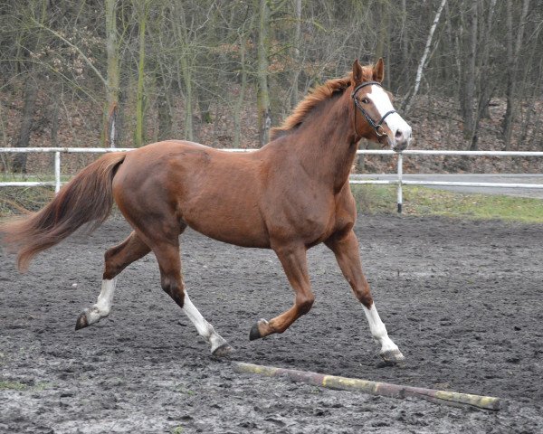 Pferd Omena (Polnisches Warmblut, 2009, von Lord-Star)